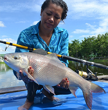 910_Palm Tree Lagoon Fishing Park_Smallscale Mud Carp_Cirrhinus microlepis.jpg 910_Palm Tree Lagoon Fishing Park_Smallscale Mud Carp_Cirrhinus microlepis.jpg